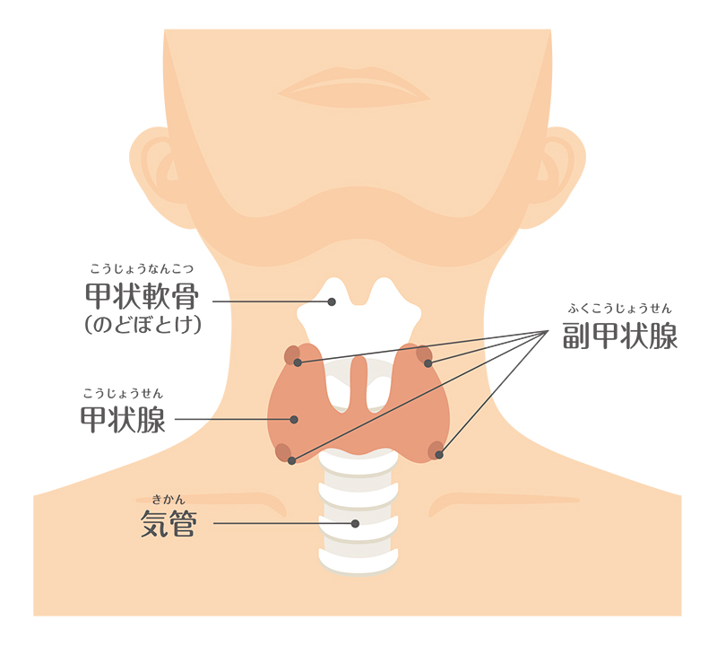 甲状腺は甲状腺ホルモンを分泌・調整する重要器官